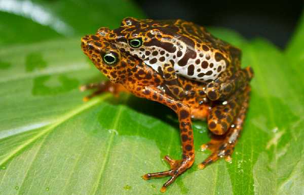 Toad Mountain Harlequin Frog (Atelopus certus)