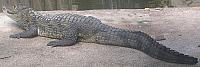 Krokodilkaiman (Caiman crocodilus)