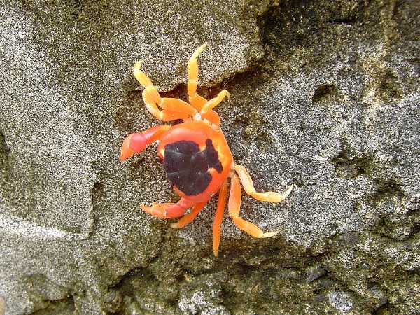 Halloween Krabbe (Gecarcinus lateralis)