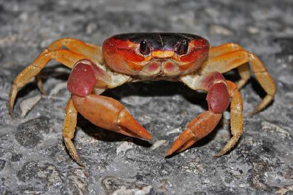 Halloween Krabbe (Gecarcinus ruricola)