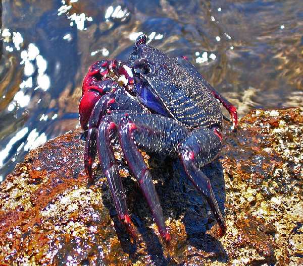 Halloween Krabbe (Grapsus grapsus)