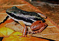 Rocket frog (Silverstoneia flotator)