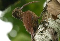 Rotrücken-Sensenschnabel (Campylorhamphus trochilirostris)