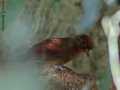 Kappenbaumsteiger (Dendrocincla homochroa)