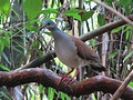 Azuero- oder Panama-Taube (Leptotila battyi)