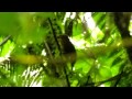 Fleckbrust-Stachelschwanz (Premnoplex brunnescens)