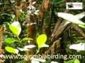 Panamaschopfohr (Pseudocolaptes lawrencii)