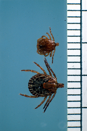 Amblyomma cajennense