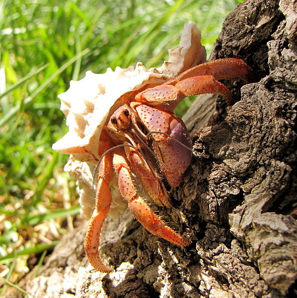 Karibischer Einsiedlerkrebs (Coenobita clypeatus)