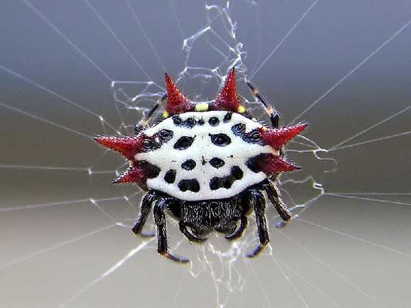 Gasteracantha cancriformis