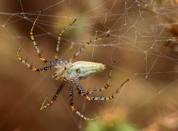 Peucetia viridans