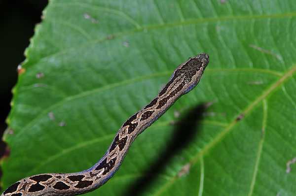 Panamanian dwarf boa (Ungaliophis panamensis)