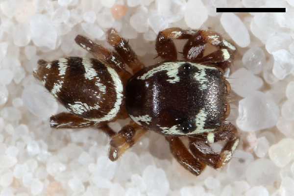 Zygoballus incertus, Männchen